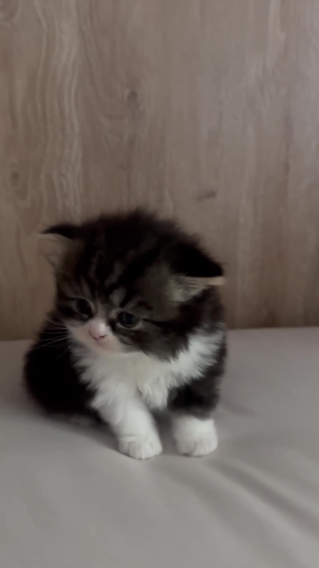 Scottish gatti in vendita: Highland Scottish  - Video 1