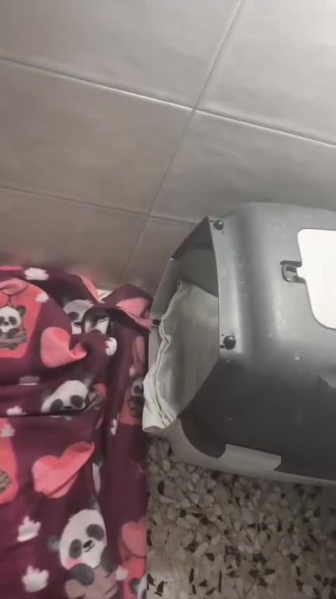Meticcio gatti in regalo: Trilly gattina Fiv dolcissima a Città Metropolitana di Genova - Video 2