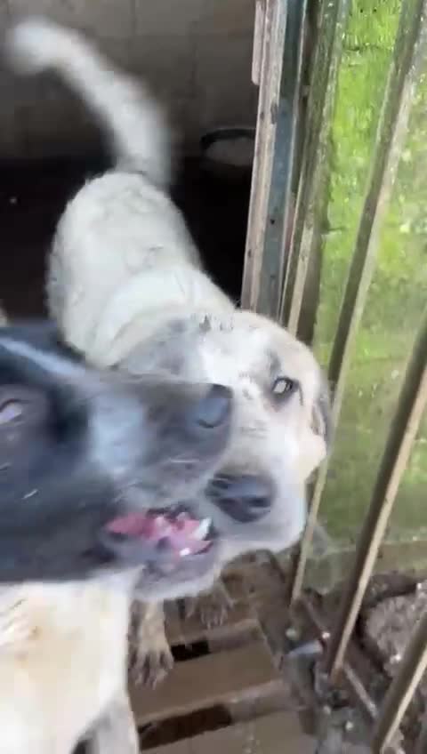 Meticcio cani in regalo: Gracy splendida giovanotta cerca casa  - Video 1
