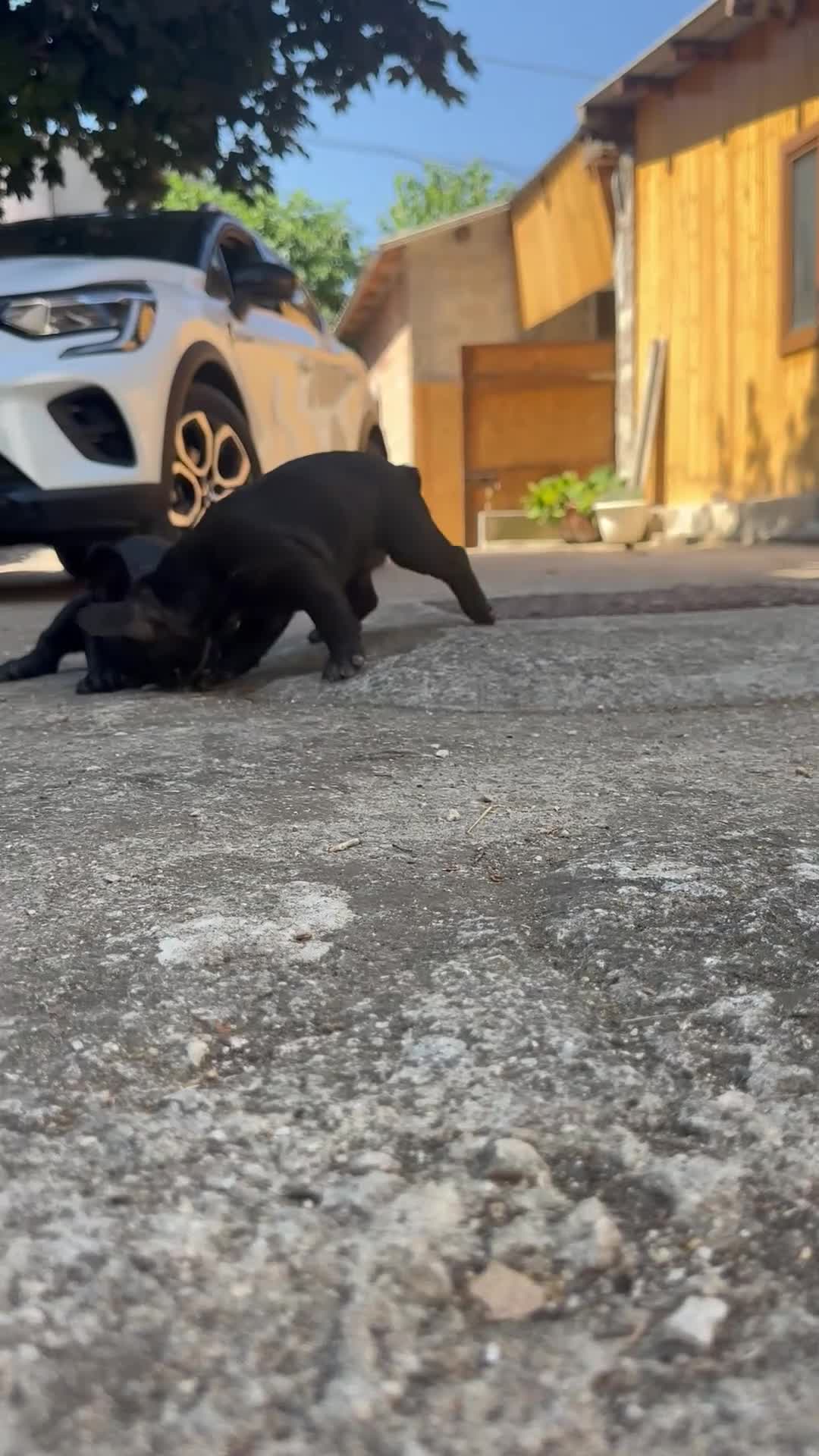 Bulldog Francese cani in vendita: bulldog francese nero tigrato  - Video 1