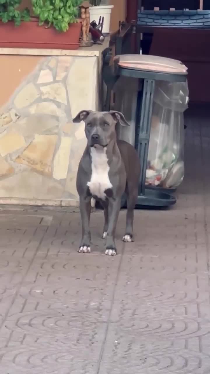 Pitbull cani in vendita: CUCCIOLI DI PITBULL CON PEDIGREE DISPONIBILI a Città metropolitana di Roma Capitale - Video 2