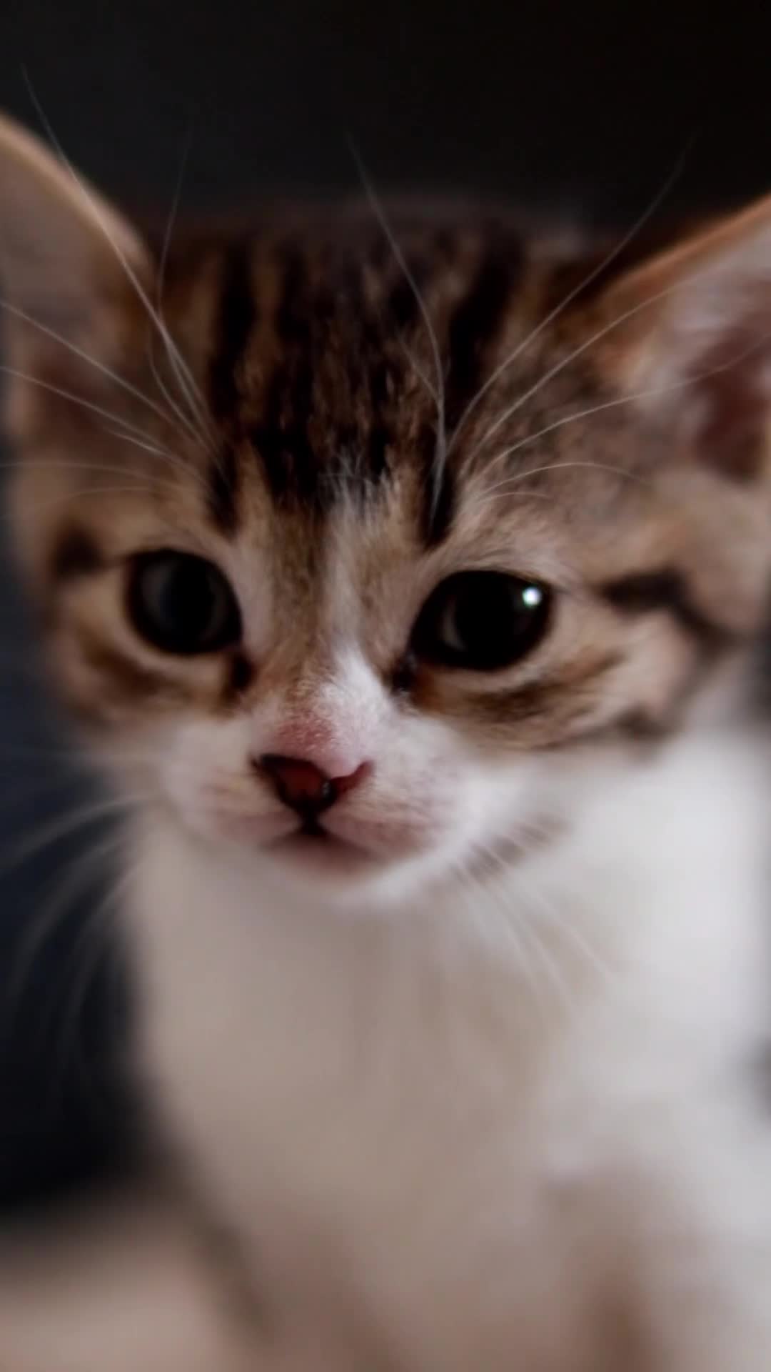 Altre razze gatti in regalo: Gattini (2 ♀ 1 ♂) - Video 4