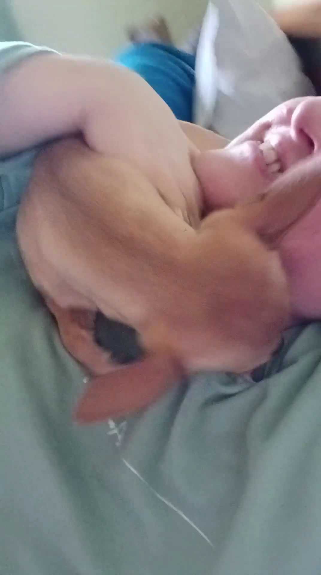 Chihuahua cani in vendita: Cuccioli di chihuahua - Video 1