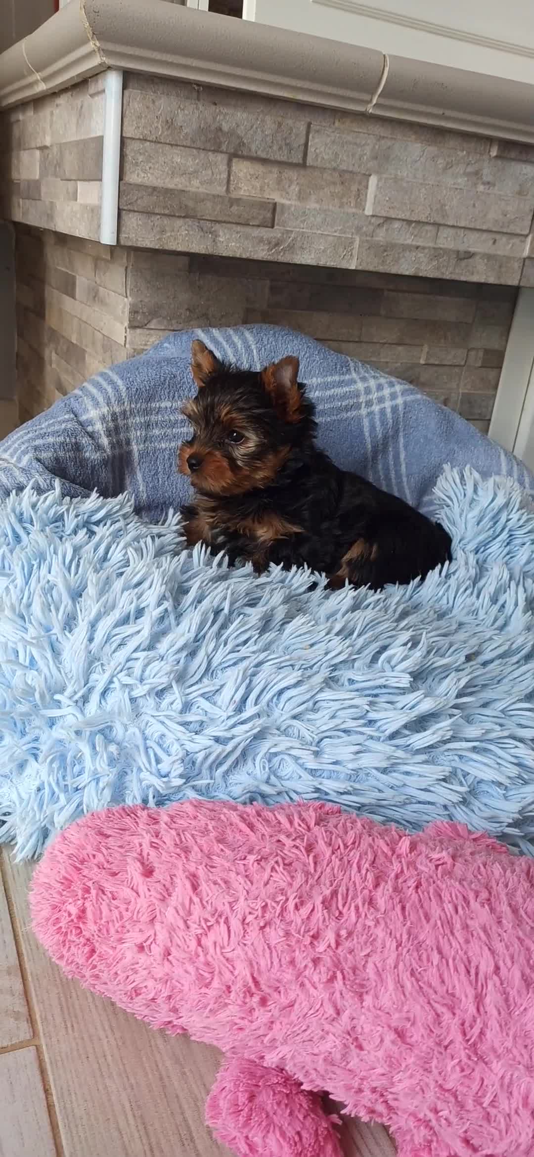 Yorkshire cani in vendita: Yorkshire toy a Provincia di Vicenza - Video 1