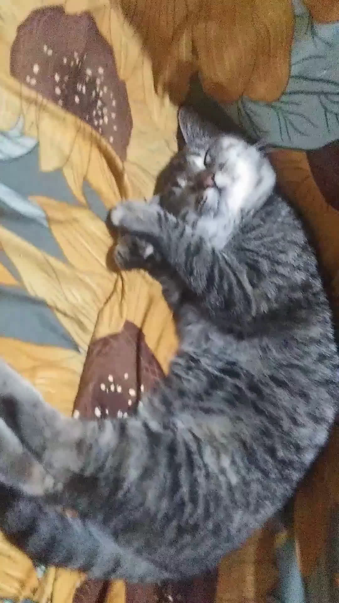 Europeo gatti in regalo: Michelle e Jasmine a Città Metropolitana di Bari - Video 1