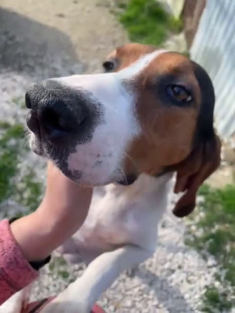 Segugio cani in regalo: PENELOPE  a Provincia di Siena - Video 1