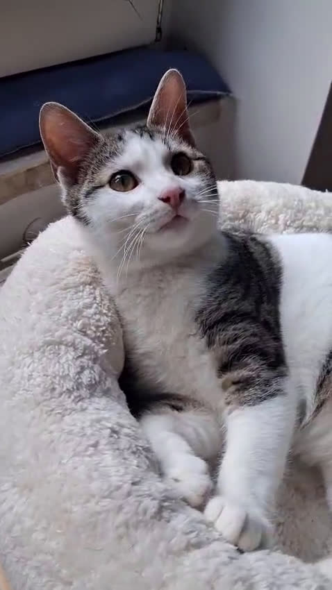 Europeo gatti in regalo: So' Paoletto...er più fighetto - Video 1