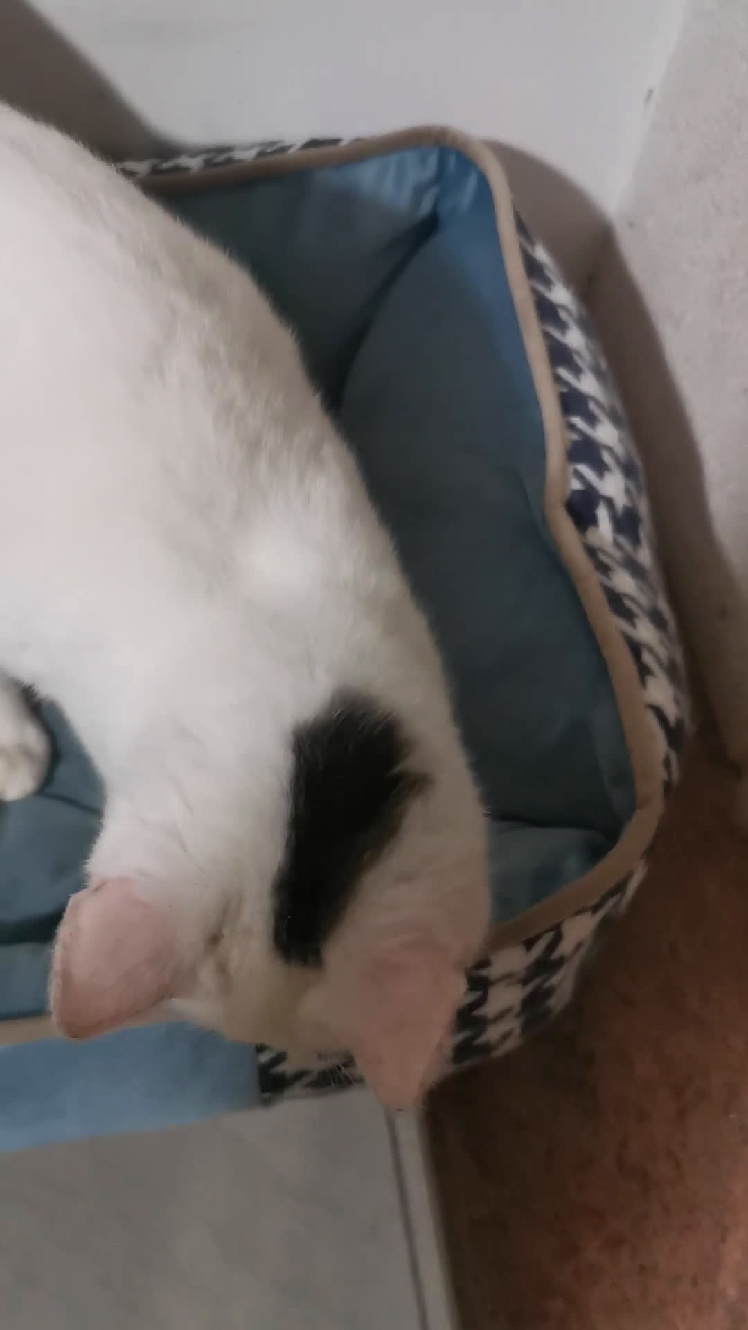 Europeo gatti in regalo: Gattino Maschio Bianco - Video 1