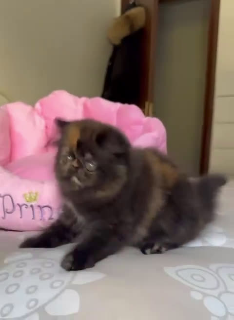 Persiano gatti in vendita: Cucciola di persiano puro Tortie  a Metropolitan City of Rome Capital - Video 1