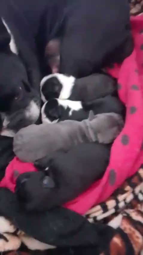 Bulldog Francese cani in vendita: Cuccioli Bulldog francese  - Video 1
