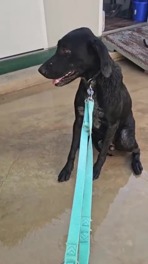 Meticcio cani in regalo: Massy: cucciolone incrocio bracco dolcissimo  - Video 1
