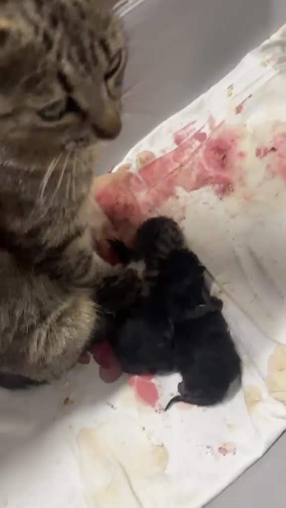 Meticcio gatti in regalo: Trilly gattina Fiv dolcissima a Città Metropolitana di Genova - Video 1