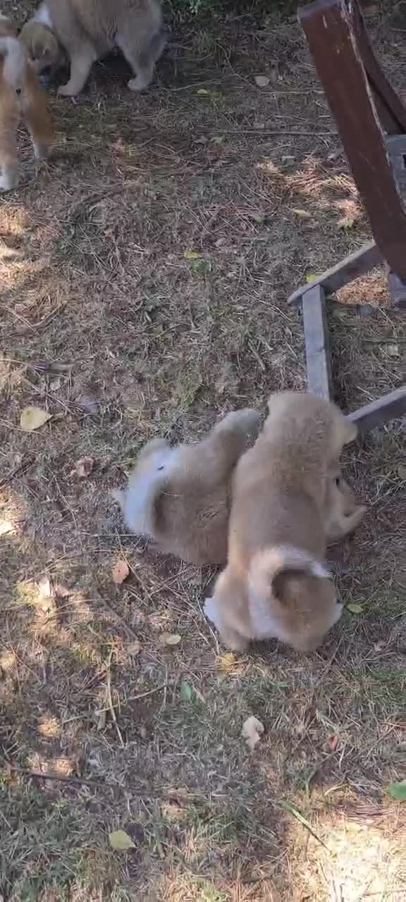 Akita Inu cani in vendita: CUCCIOLI DI AKITA LOMBARDIA - Video 2