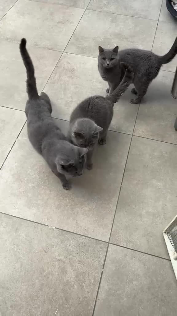 British gatti in regalo: Chiusura allevamento  - Video 2