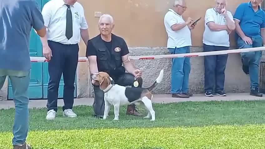 Beagle cani in vendita: CUCCIOLATA BEAGLE TRICOLORE - Video 1