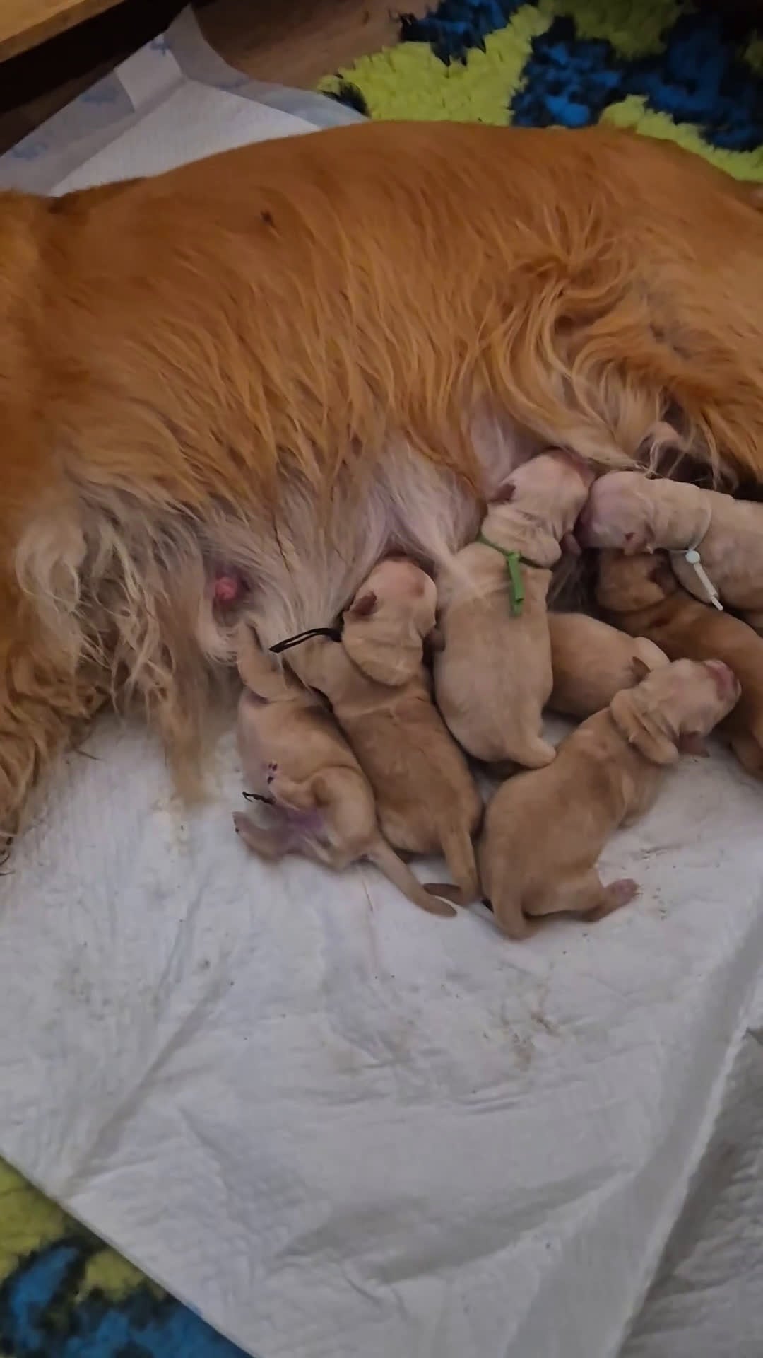 Golden Retriever cani in vendita: Cucciolata 100% americana  - Video 1