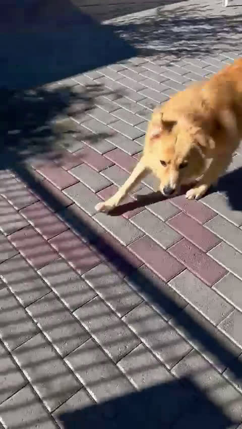 Meticcio cani in regalo: DIOR CAGNOLINO FULVO - Video 1