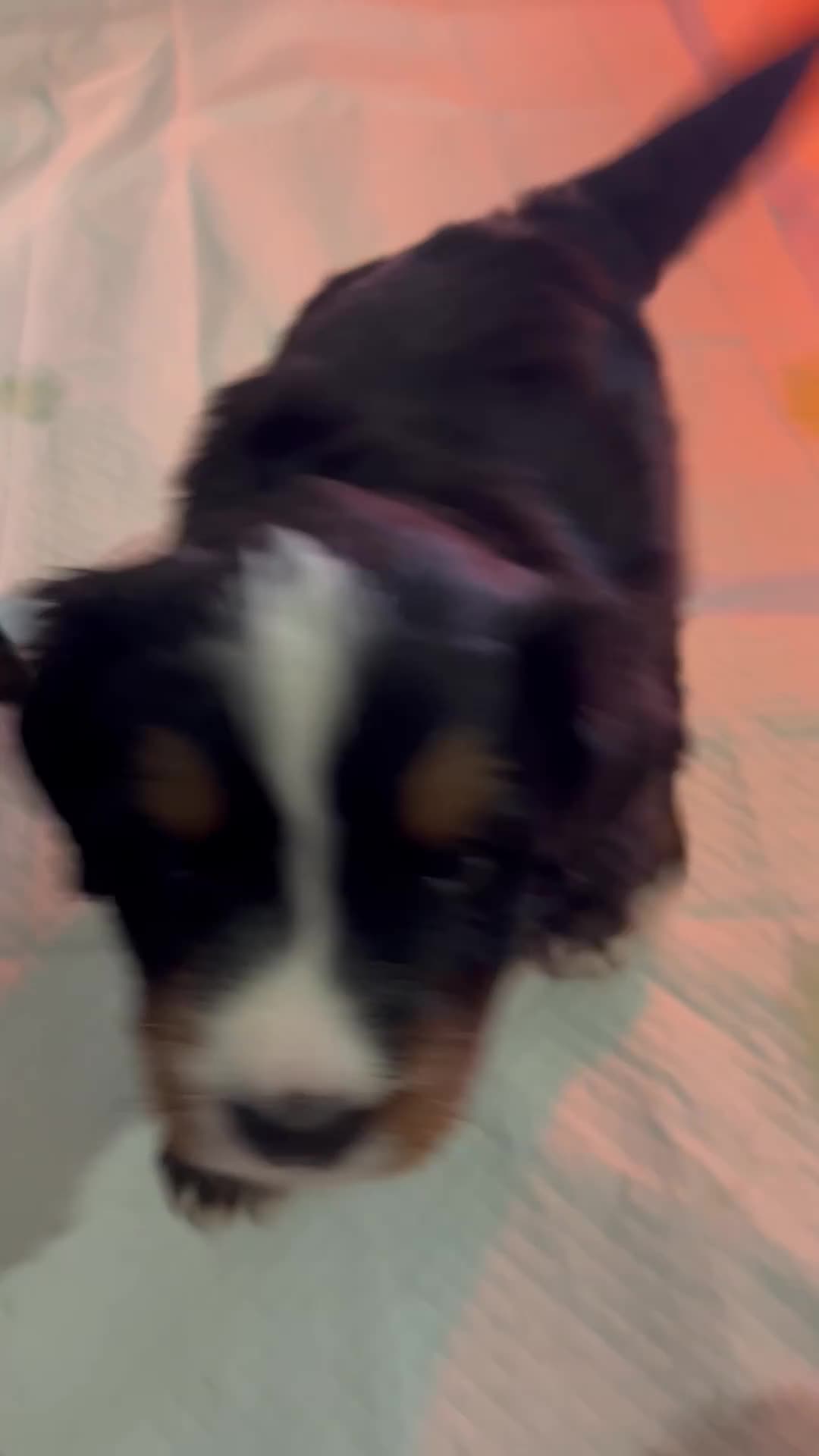 Bovaro del Bernese cani in vendita: Cucciola bovaro del bernese  - Video 1
