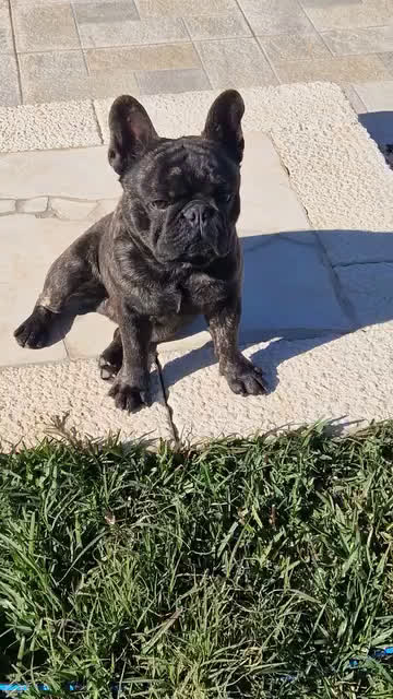 Bulldog Francese cani per accoppiamento: Monta bulldog francese pedigree Enci - Video 1