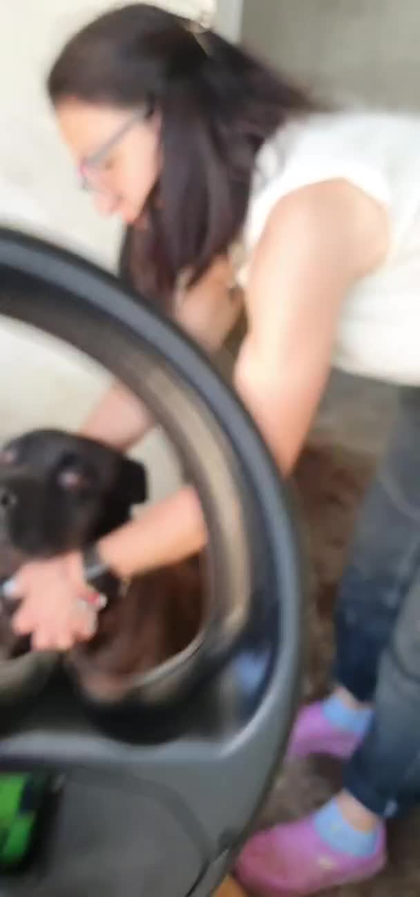 Labrador cani in regalo: Calimera, Labrador mix in Canile - Video 2