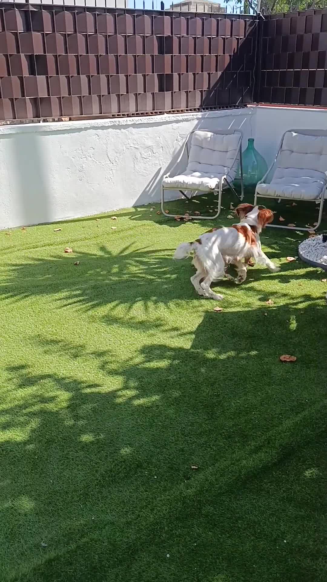 Meticcio cani in vendita: Cuccioli cani da caccia a Città Metropolitana di Bari - Video 1