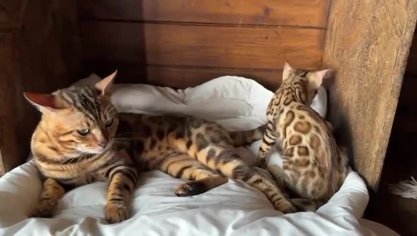 Bengala gatti in vendita: Bengal brown meravigliosi - Video 3