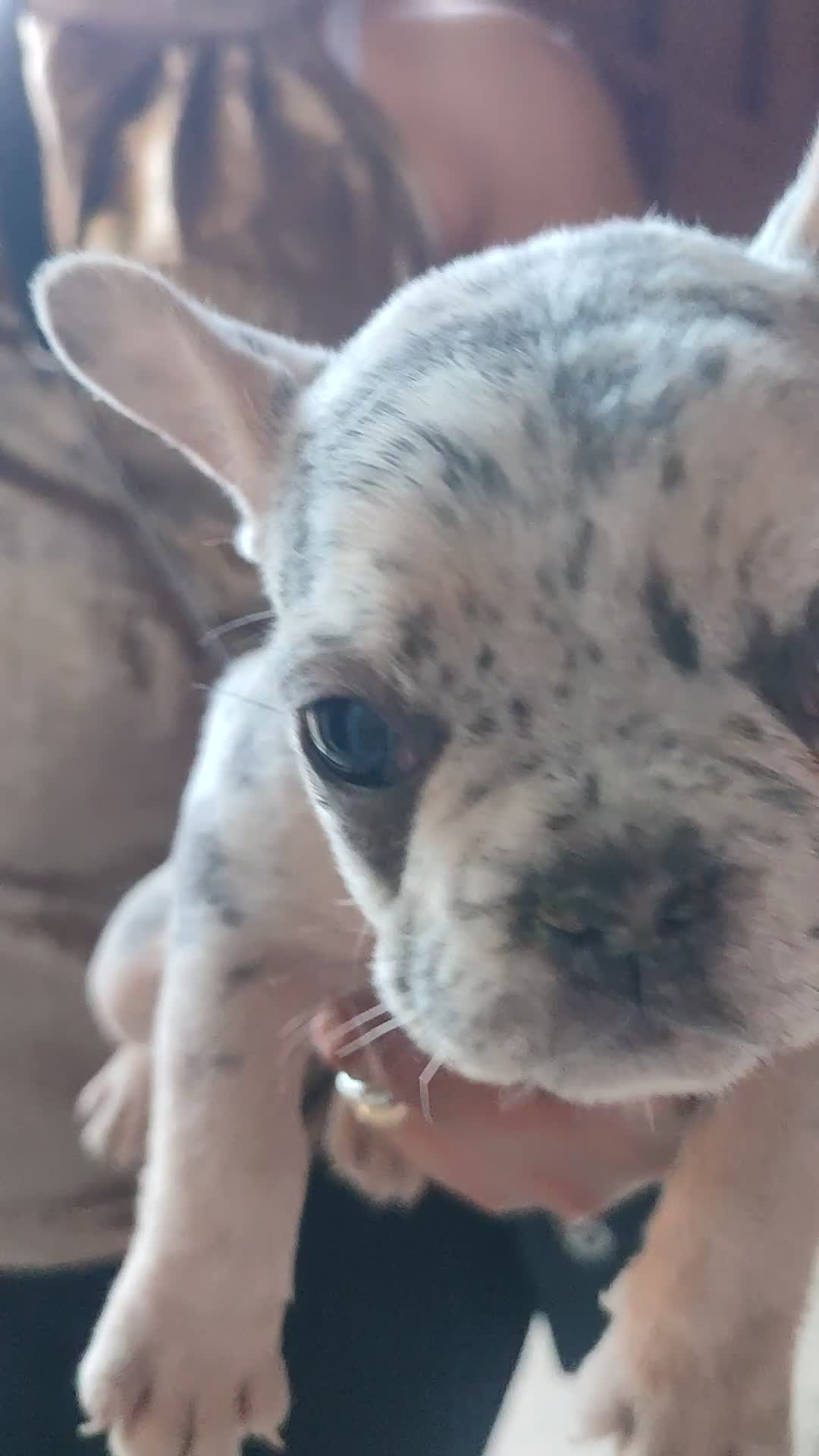 Bulldog Francese cani in vendita: Bulldog francese esotici  - Video 5