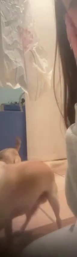 Chihuahua cani in vendita: vendo - Video 1