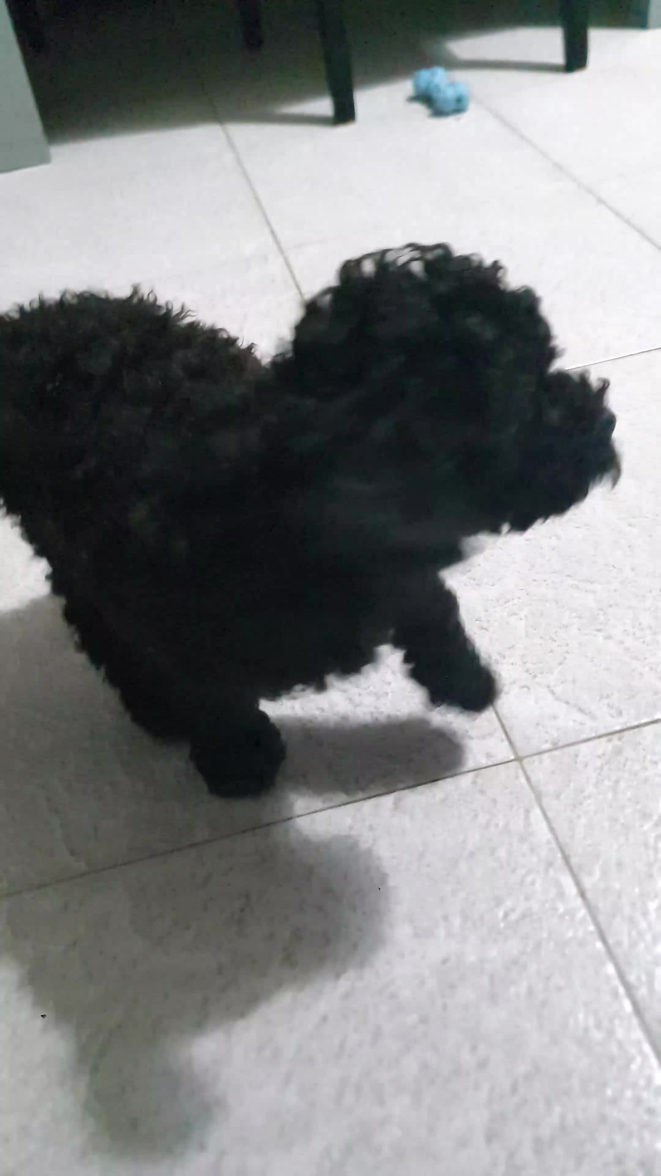 Barboncino cani in vendita: Cucciola di Barboncino Nano Nera - Video 1