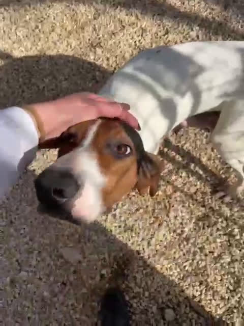 Segugio cani in regalo: LA DOLCISSIMA PENNY a Provincia di Arezzo - Video 3