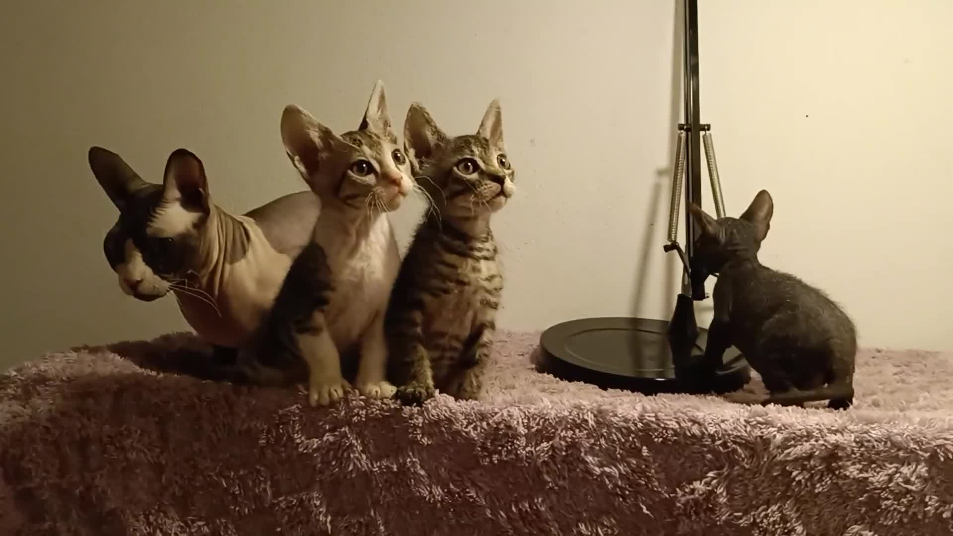 Sphynx gatti in vendita: Femmina don sphynx  - Video 1