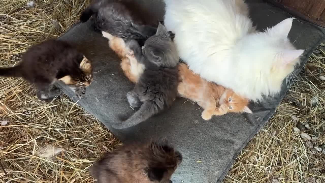 Maine Coon gatti in vendita: Cuccioli di Maine coon con pedigree - vari colori  - Video 4