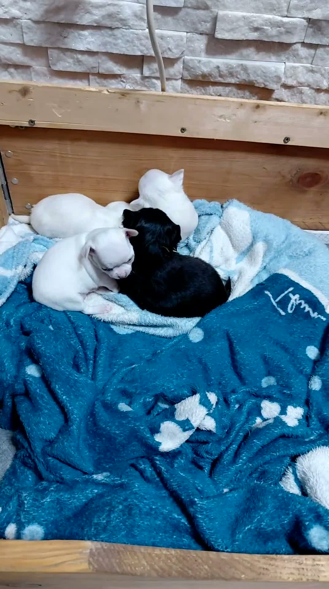 Chihuahua cani in vendita: Cuccioli di Chihuahua a Provincia di Potenza - Video 1