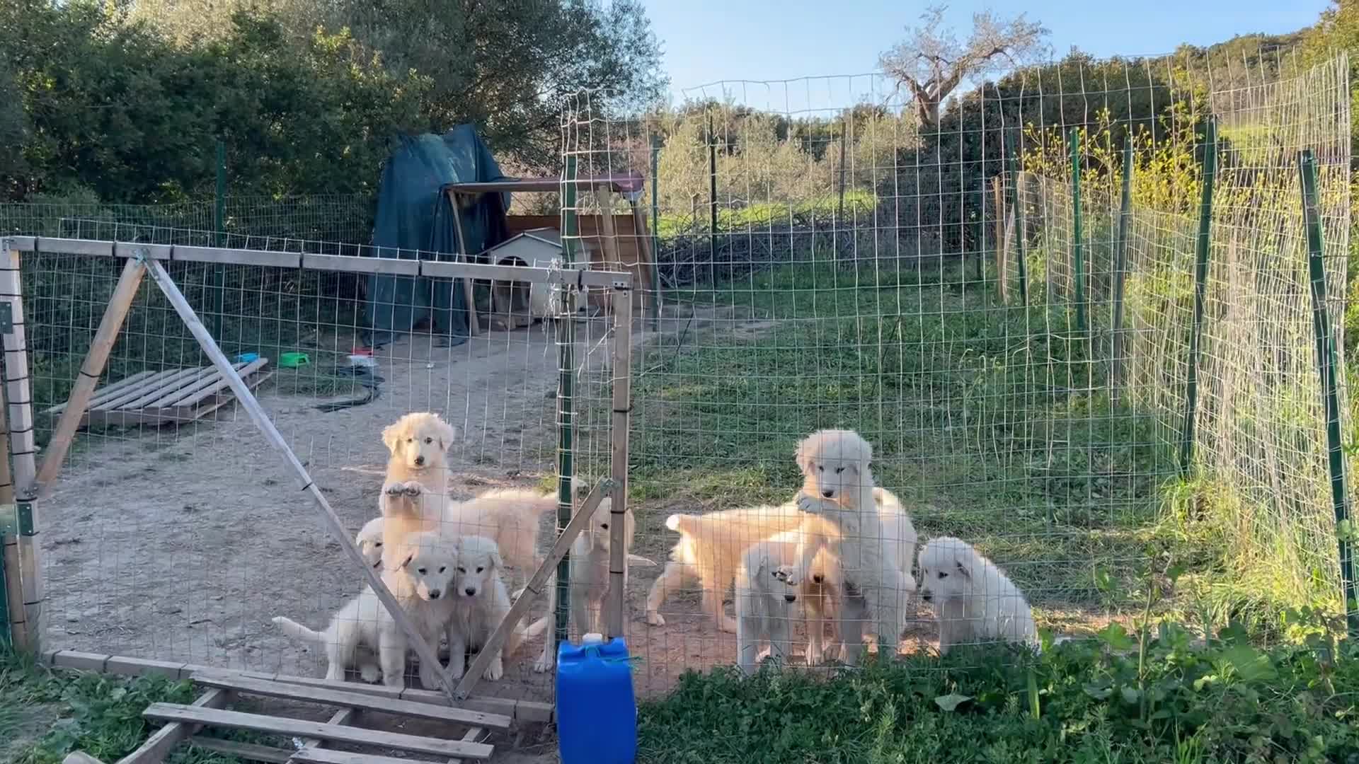 Pastore Maremmano cani in vendita: Disponibili Cuccioli di Pastore Maremmano  - Video 2