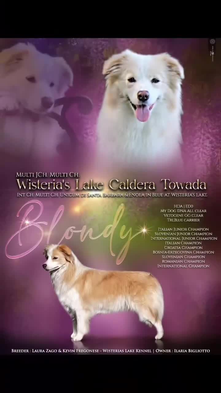 Border Collie cani in vendita: Cuccioli di Border collie  a Provincia di Padova - Video 1