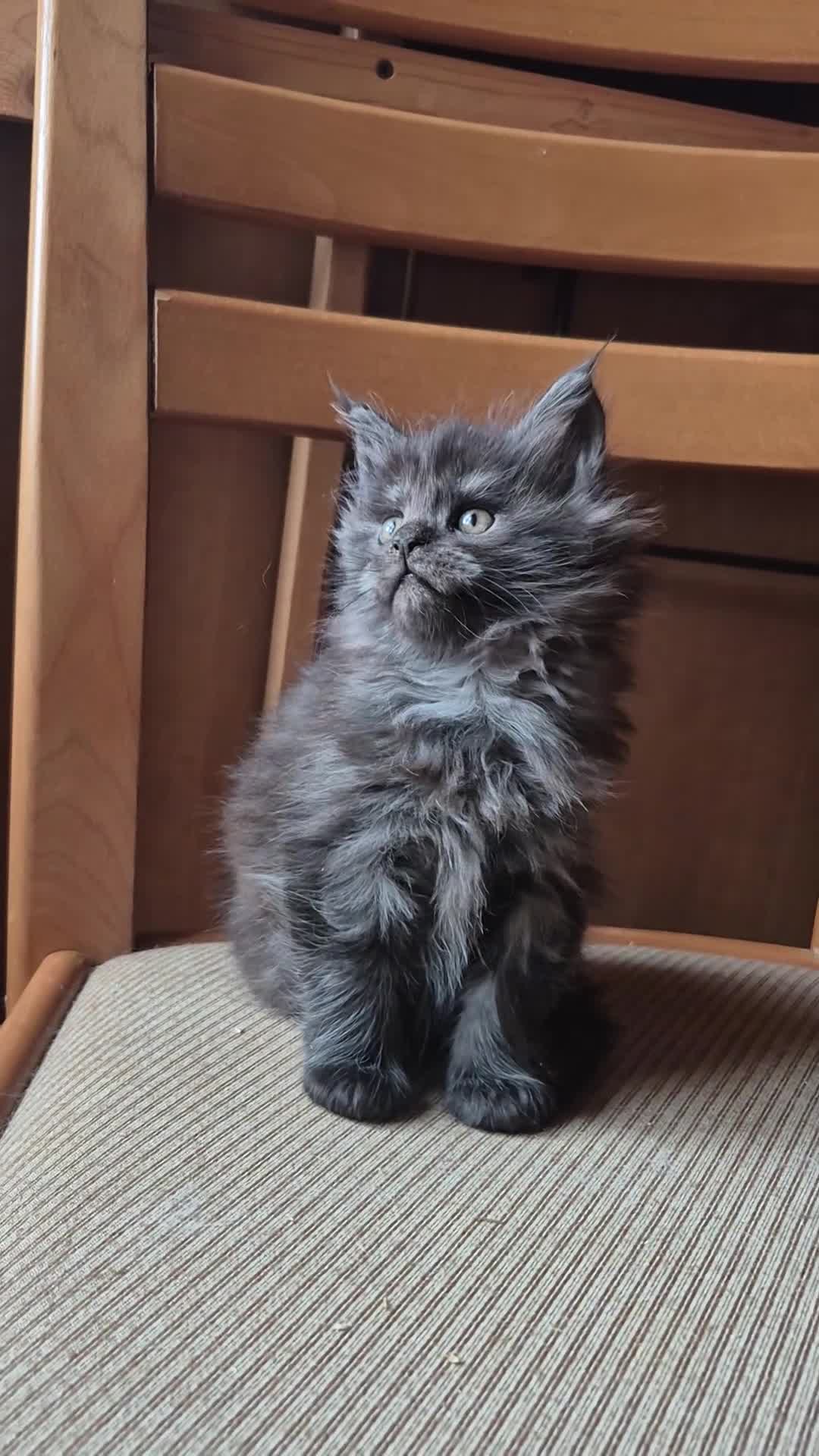 Maine Coon gatti in vendita: Maincoons cuccioli - Video 3