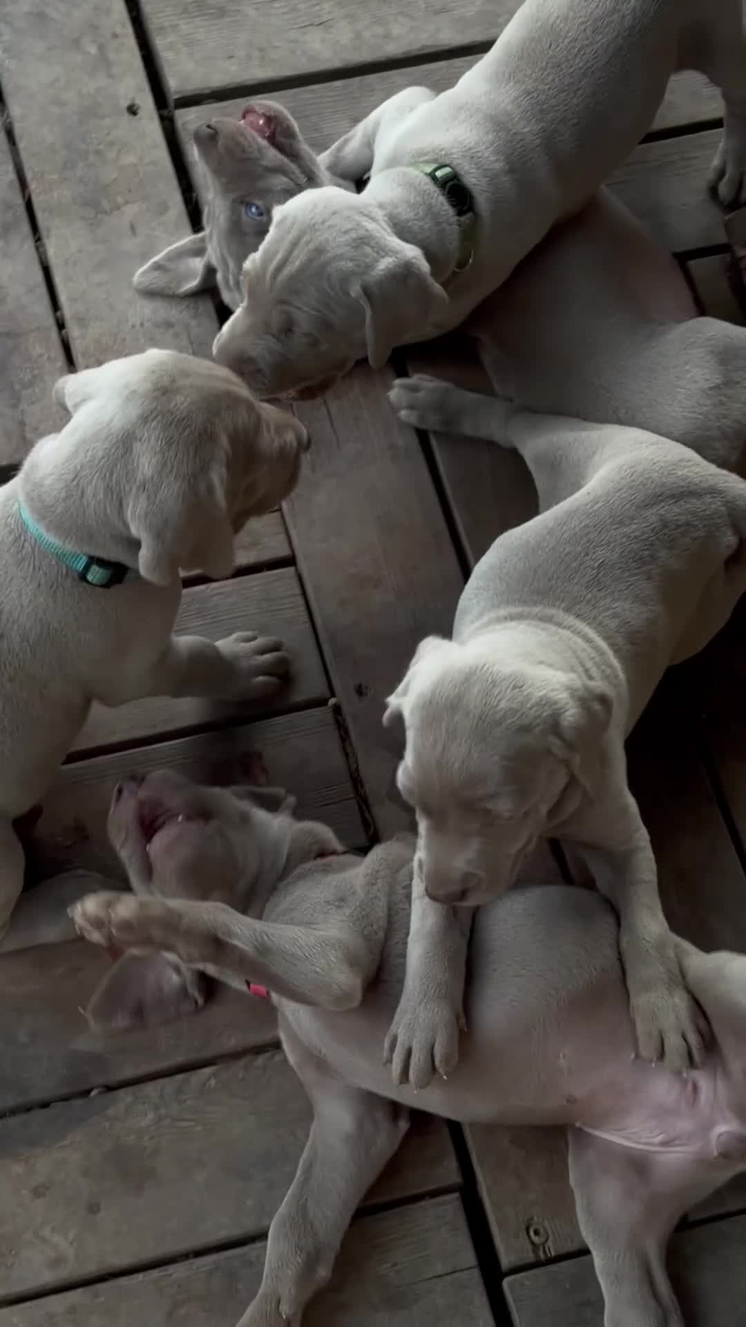 Weimaraner cani in vendita: Cucciolata di 6 Weimaraner  - Video 1
