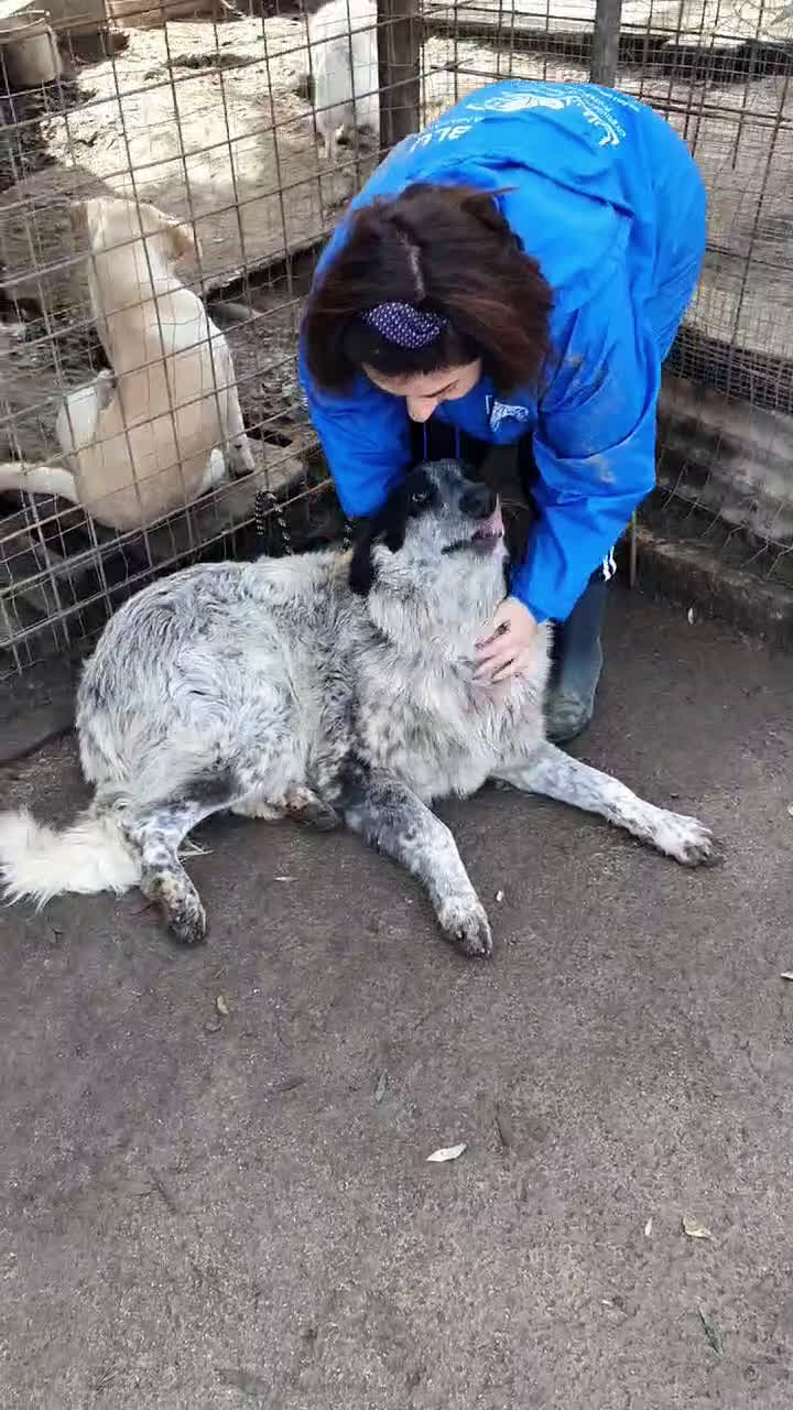 Meticcio cani in regalo: BERNA  a Provincia di Avellino - Video 5