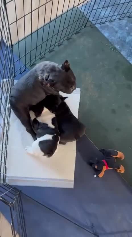 Bulldog Francese cani in vendita: Cuccioli di Bulldog francese a Città metropolitana di Palermo - Video 1