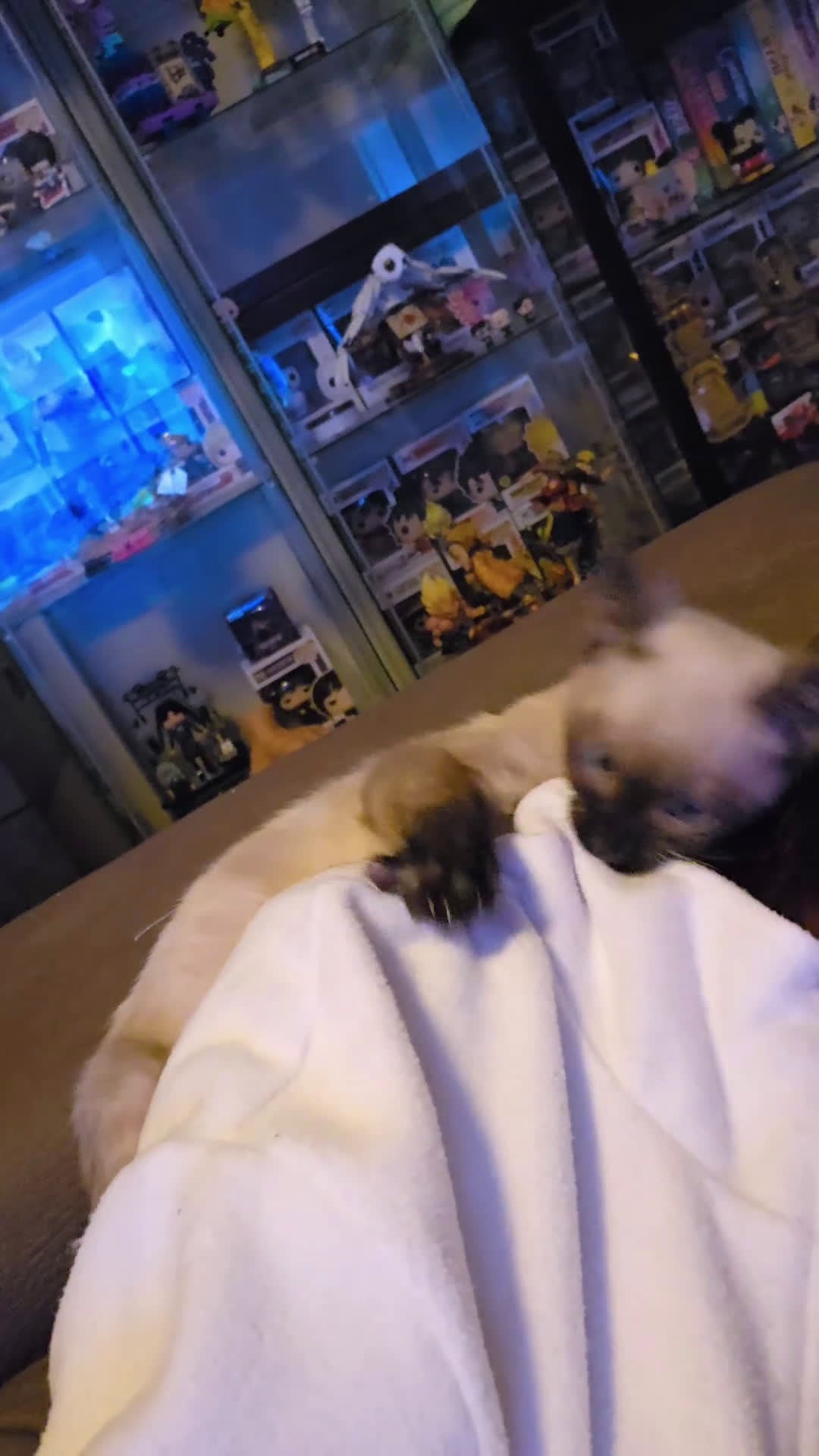 Bengala gatti in vendita: Cucciolo gatto bengala  - Video 1