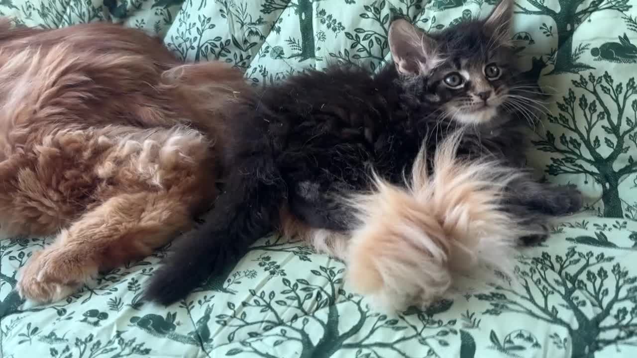 Maine Coon gatti in vendita: Cucciolo maine coon castano bellissimo  - Video 2
