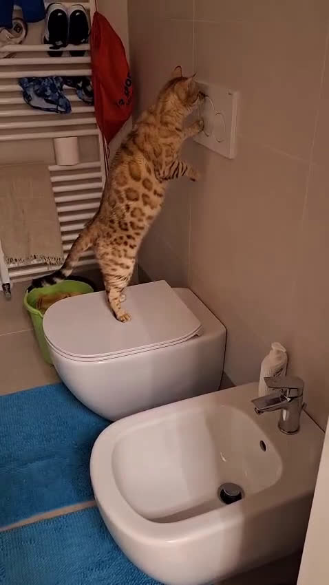 Bengala gatti in vendita: Bengala Snow Rehoming - Video 1