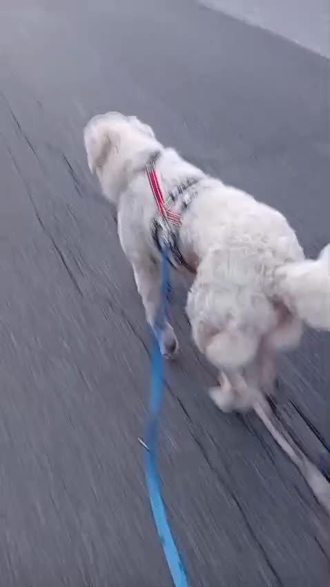 Meticcio cani in regalo: Fatima cagnolona tutta pregi....perfetta a Città metropolitana di Milano - Video 3