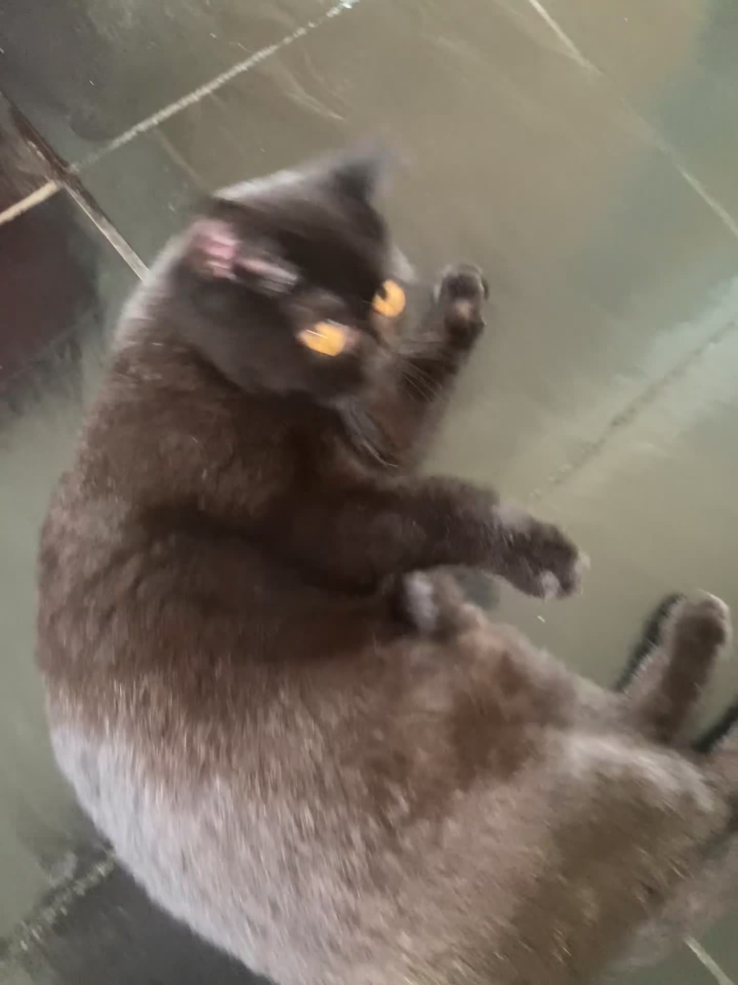 British gatti in vendita: British Femmina 10 mesi  - Video 2