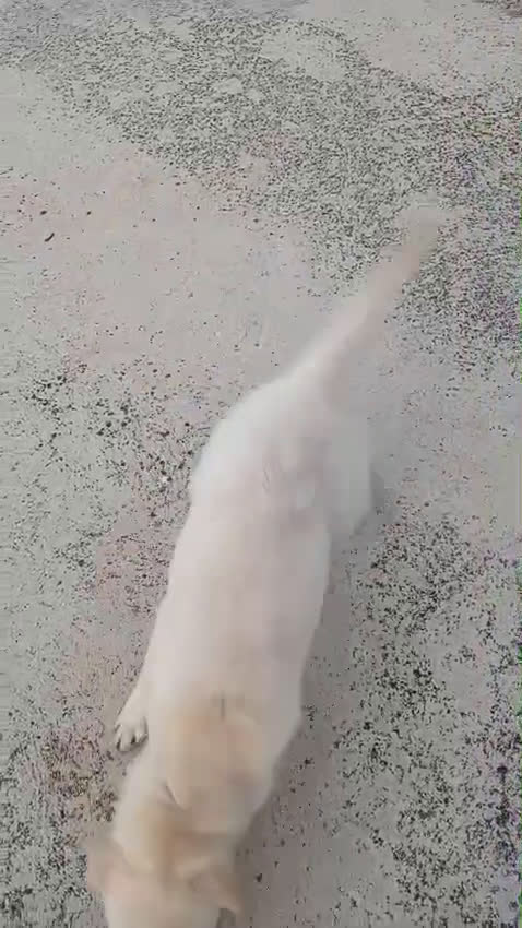 Meticcio cani in regalo: Mix Labrador, 4/5 mesi, EUGENIA dolce - Video 1