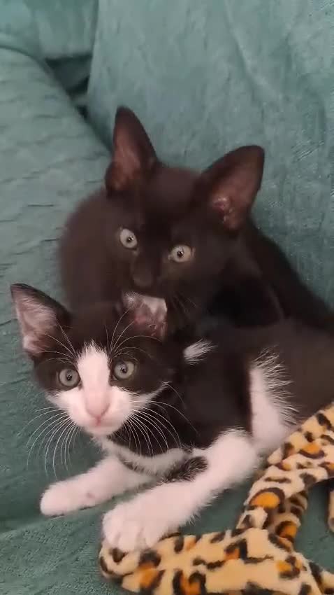 Meticcio gatti in regalo: Gattine in adozione - Video 1
