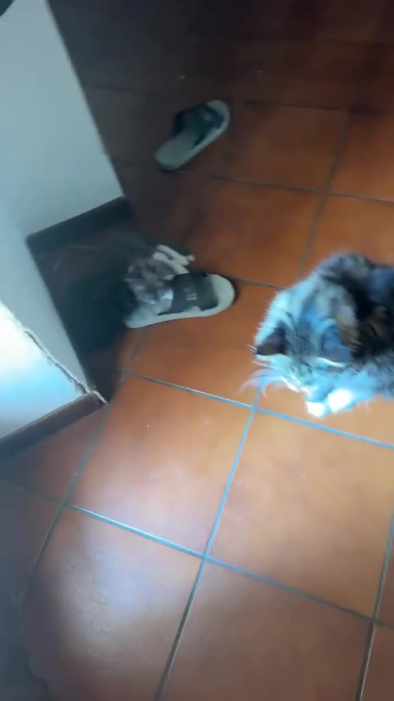 Maine Coon gatti in vendita: Bellissimi gattini Maine coon - Video 1