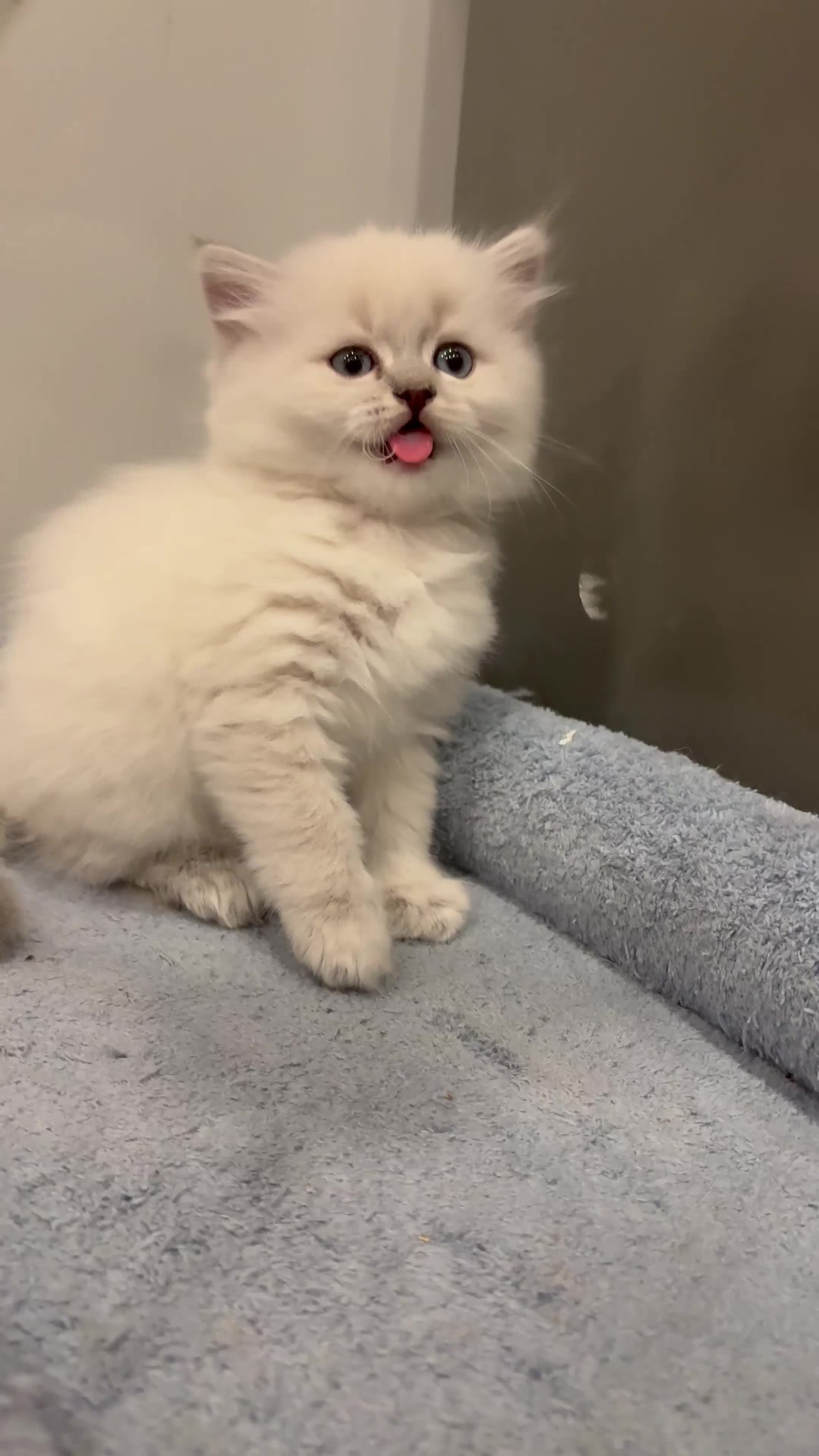 British gatti in vendita: Scottish fold straight  - Video 3