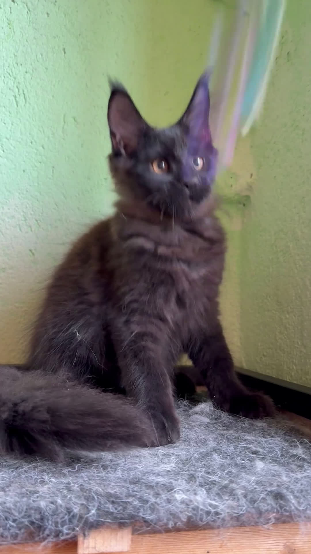 Maine Coon gatti in vendita: Maine coon cuccioli  a Città metropolitana di Milano - Video 1