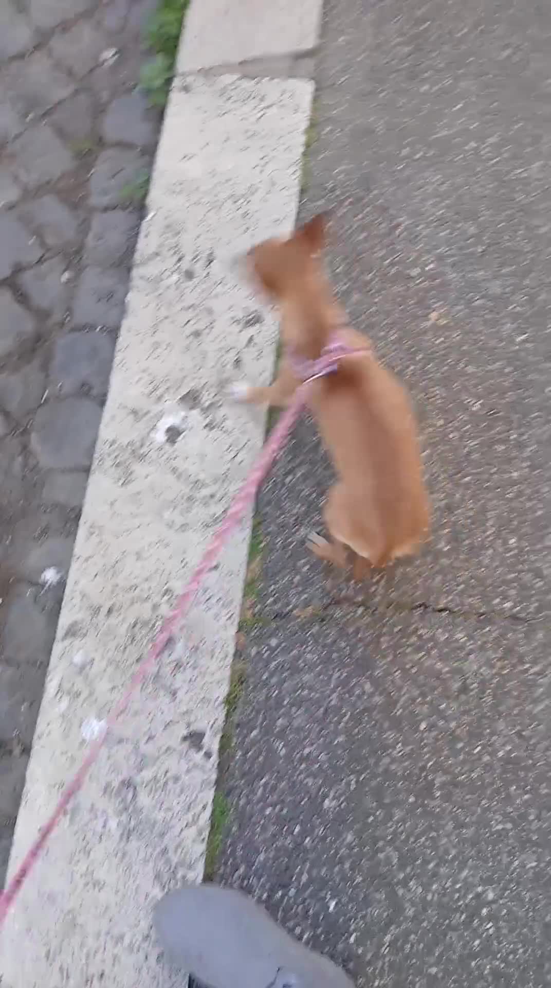 Chihuahua cani in vendita: Chihuahua bellissimi e dolcissimi - Video 2